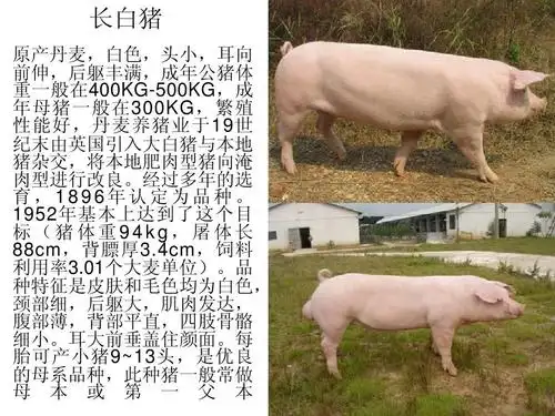 猪品种介绍ppt