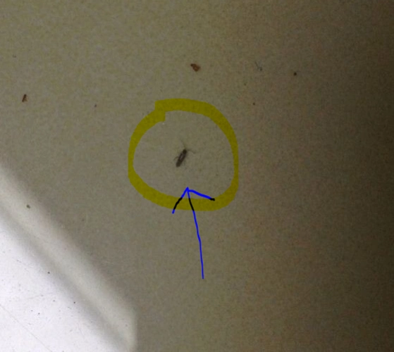 家里突然出现很多很多细小还会跳的小虫子,请问这是什么虫子?