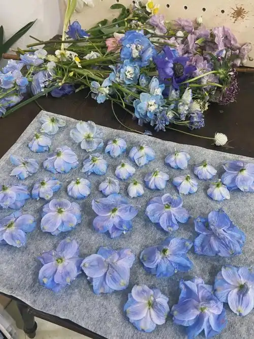 知物癖分享植物压花知识早知道