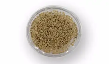 无限生长杂交番茄种子以色列