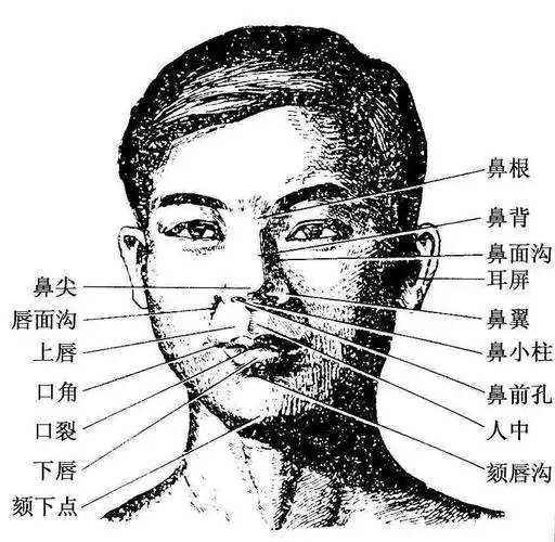 面部分区及表面解剖