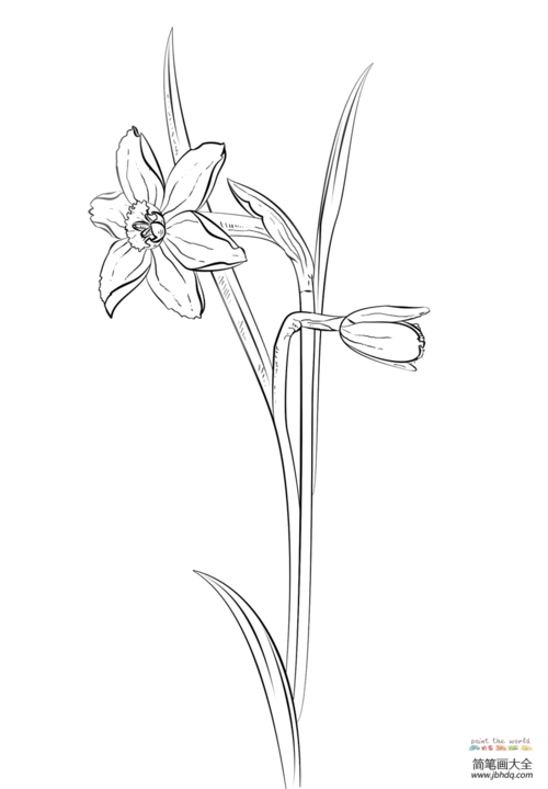水仙花怎么画