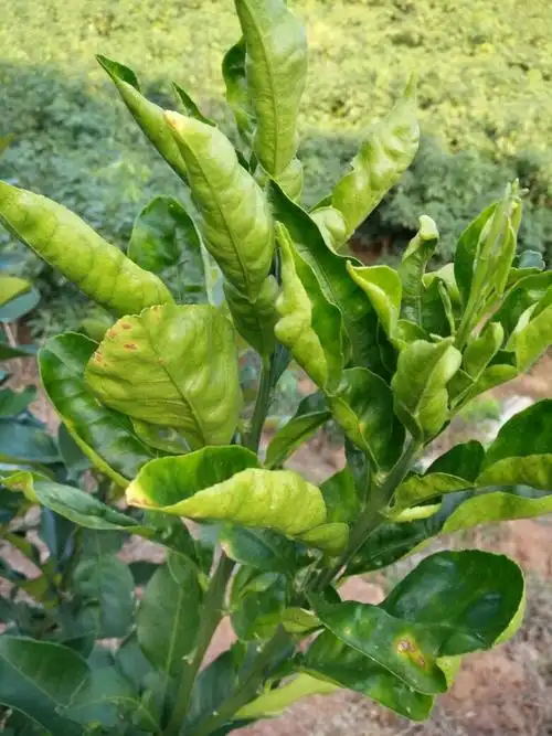 专家们这柚子树是什么病呢?