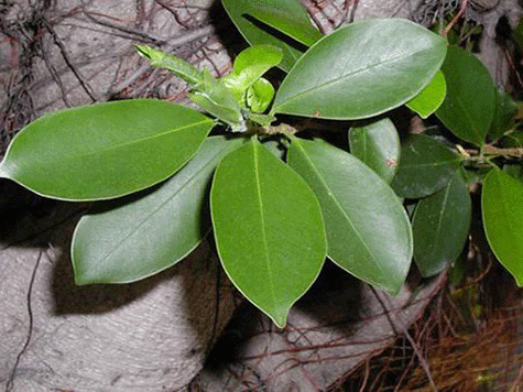 榕树叶的功效与作用