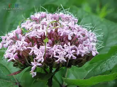 展开全部 臭茉莉,又名:臭牡丹,臭矢茉莉,蜻蜓叶,老虎草,小将军,大髻