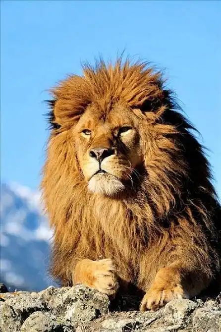狮子,俘获图片_狮子,俘获免费图片_狮子,俘获图片素材_狮子,俘获背景