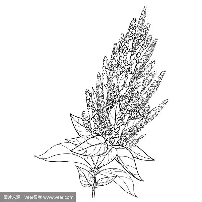 载体茎具轮廓苋或苋花束和叶在黑色孤立在白色背景上.