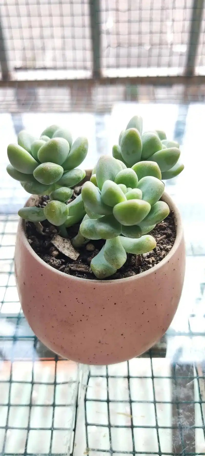 多肉植物.多肉植物是指植物的根,茎,叶三种营养器官中的叶是肥 - 抖音