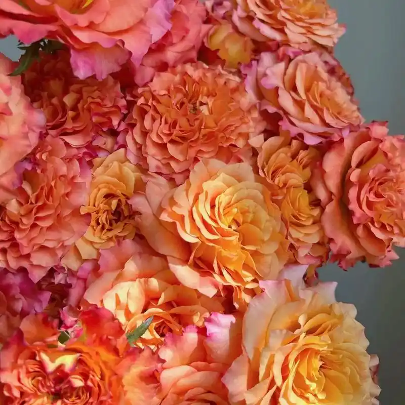 火灵鸟多头玫瑰花真的太美了,每一朵花都像是艺术品一样,摆在家 - 抖