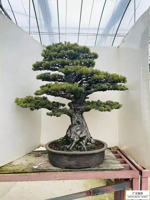 日本大阪松介绍