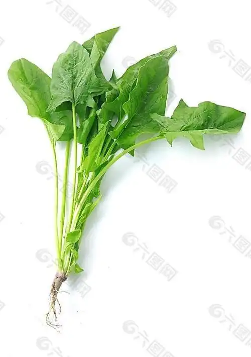 菠菜全身都是宝,堪比强心剂!每天吃一点,健康不会差!