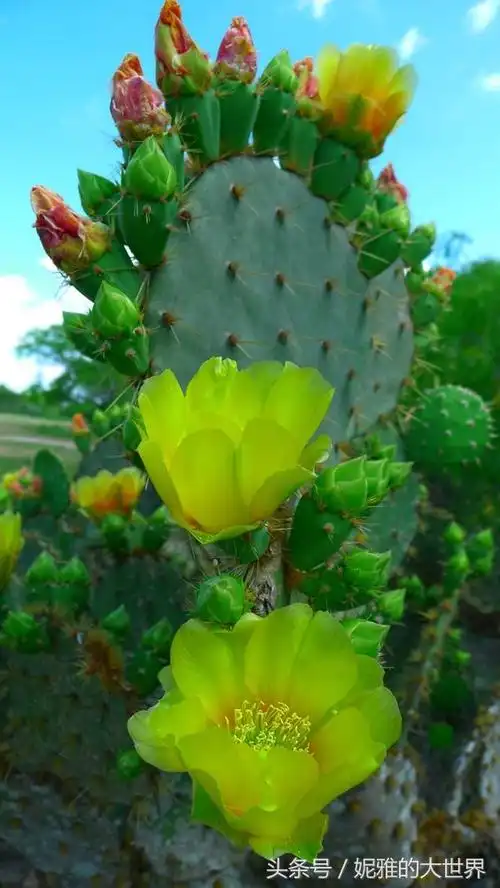 满身是刺的仙人掌开的花却如此妖娆动人