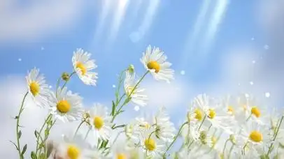 清新阳光小雏菊