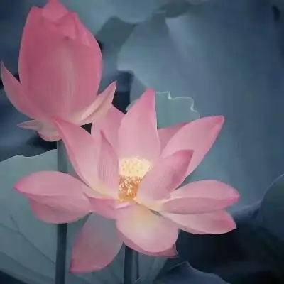 超火的荷花头像72张 中年老年人专用清心荷花精美图片头像_植物头像