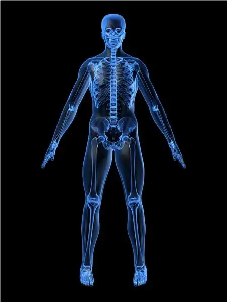 人体骨骼