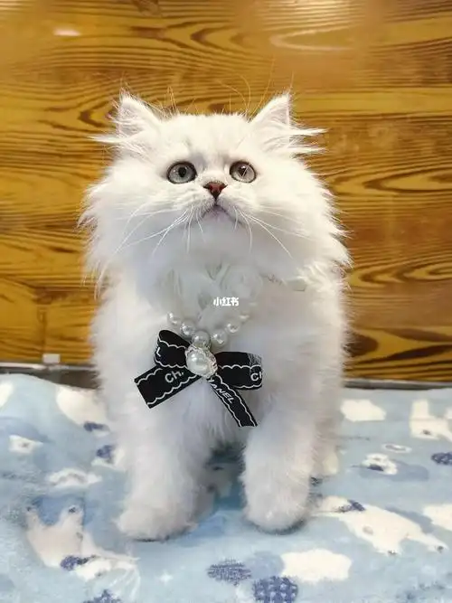 甜美长毛银渐层弟弟杭州800一只抱走