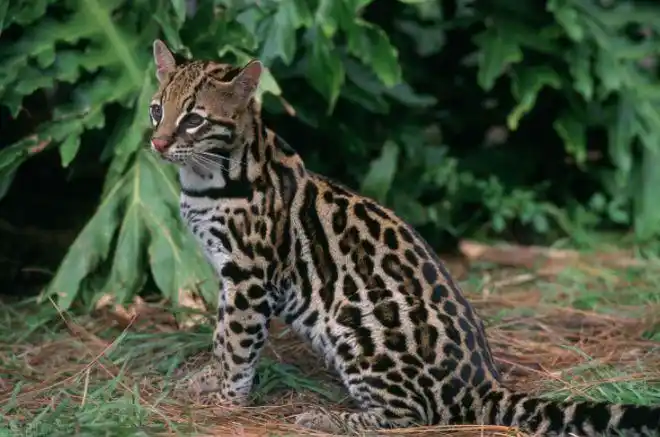 广西南宁发现神兽豹猫,凶猛霸道,号称"小老虎"|家猫|二级保护动物|猫