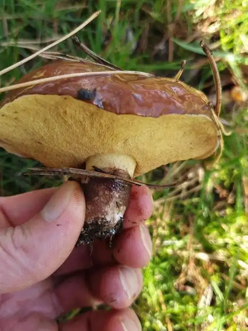 俗称滑肚子的两种乳牛肝菌