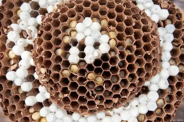 为了确保蜜蜂有充足的饲料,你可以在蜂巢附近设置蜜罐或蜜桶,供蜜蜂