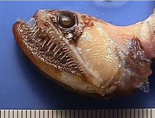 恐怖!世界10大最可怕的魔鬼鱼