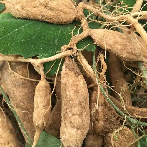 天花粉栝蒌根花粉楼根250g野生新鲜深山中草药材蓝庄药食同源食品