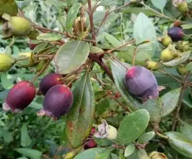 秋冬季节,盘点农村4种泡酒的野果,个个独具特色,价值极高