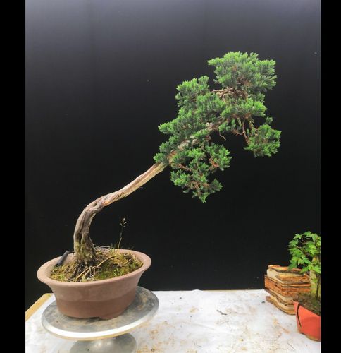 文人式地柏老桩松柏盆景禅意造型飘逸办公室庭院室内摆放实拍