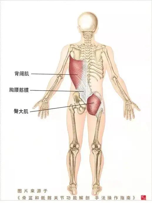 臀大肌功能解剖  起点:髂嵴后部,骶骨背面及骶结节韧带  止 - 抖音