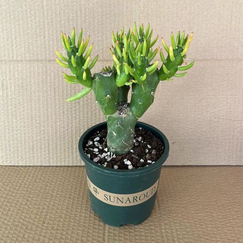 沙漠将军 狼牙棒 仙人柱盆栽 将军棒 将军柱办公室桌面绿植易养活