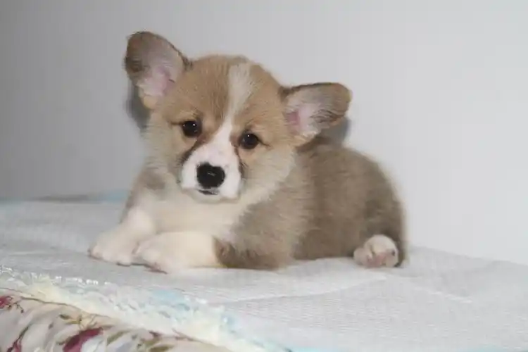 可爱的双色小短腿柯基狗 - 宠物交易 - 桂林分类信息 桂林二手市场