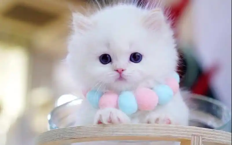 超萌白色蓬松小奶猫,铲屎官爱逗弄它,太可爱了_哔哩哔哩_bilibili