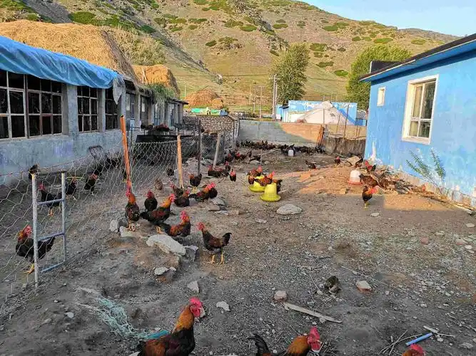 村民庭院养鸡