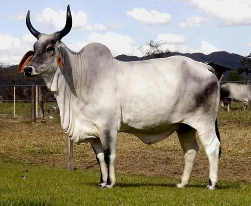 原创印度信奉牛不吃牛肉最后牛都去哪了不看的话一定不知道