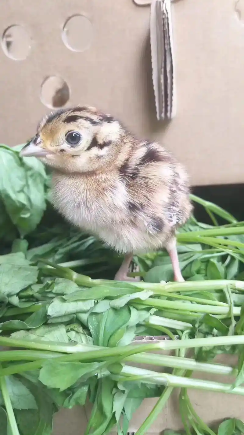 七彩山鸡苗,常年供应,苗子质量一流,3天一批,需要的亲们请咨 - 抖音