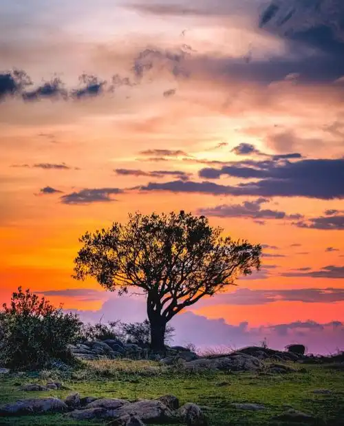 非洲草原 | alex g perez__财经头条