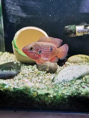 请问大神红宝石公母