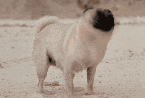 小狗可爱摇头毛绒绒gif动图_动态图_表情包下载_soogif