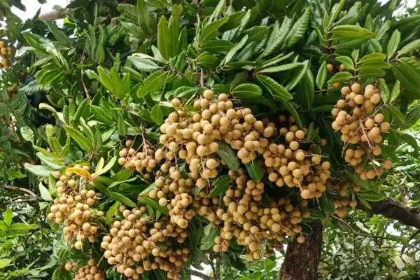 龙眼树风水作用与寓意龙眼树适合种院子里吗