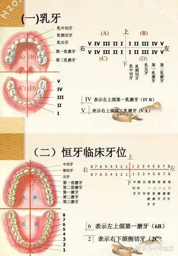 了解乳牙和恒牙