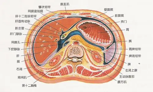 【精美图片】腹膜腔及腹膜后(间)隙解剖