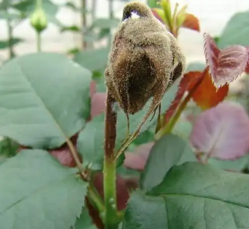 月季病虫害高清大全(记得收藏,你一定会用到!