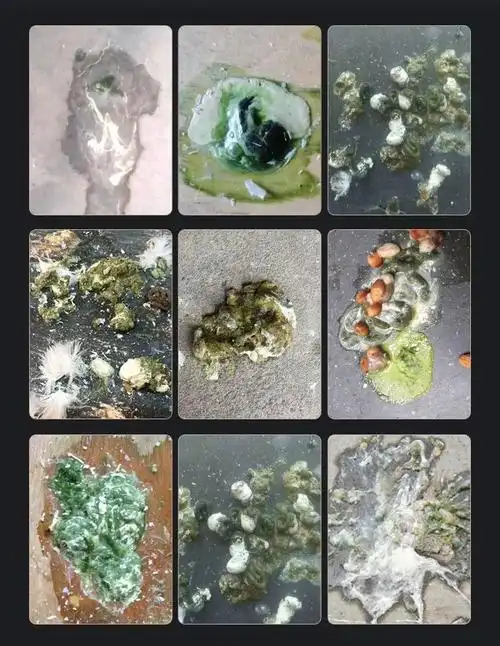 疾控| 7月鸽嗉囊病来袭,花几块钱告别死亡率!_鸽子