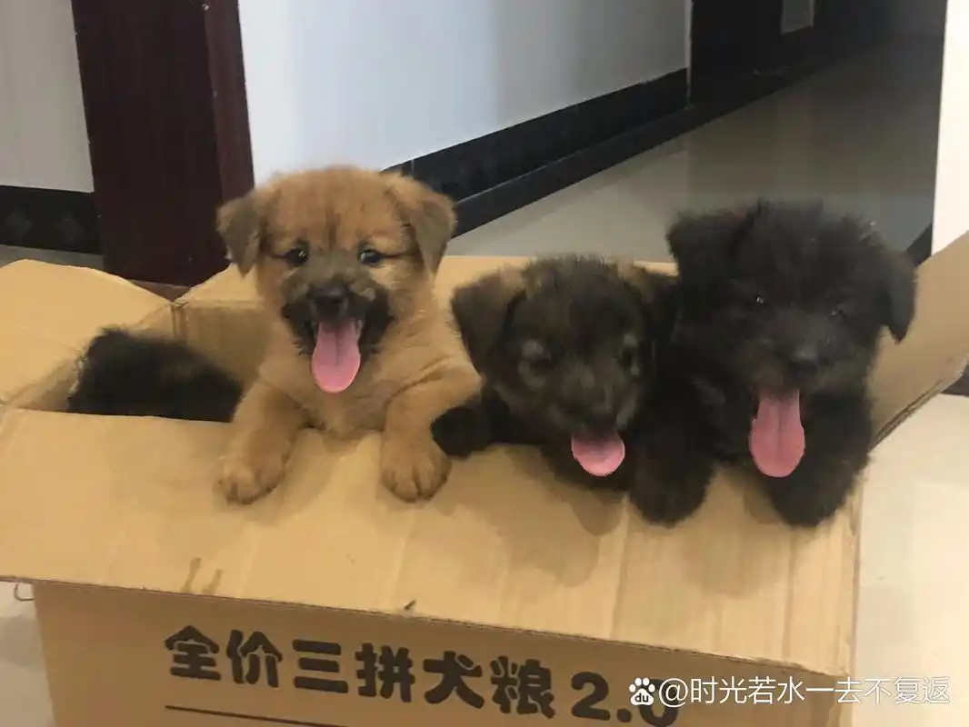 泰迪和土狗的串串长啥样 说干就干,来,包子们帮我选一只