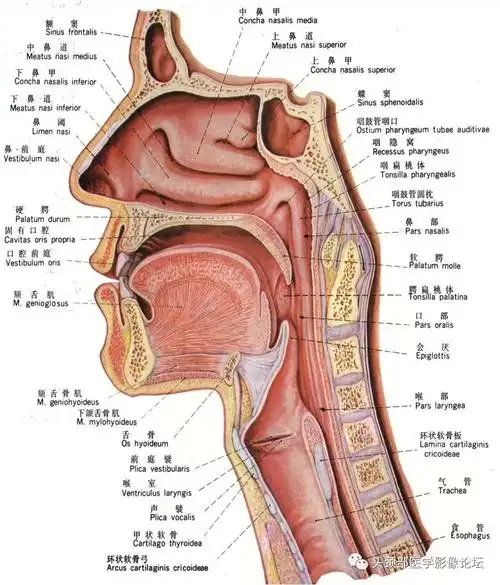 喉的解剖