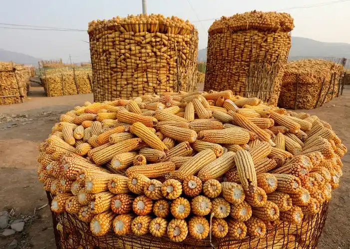 天下(玉米)粮仓 - 张根震/傻老头 - 张根震/傻老头