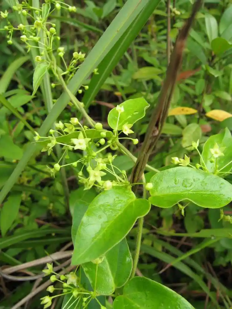 农村山上珍贵植物七层楼,别名"娃儿藤",价值高很多人不知道