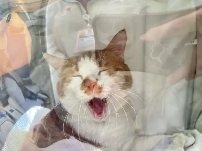 行走的表情包,邀请大家来配文字吧