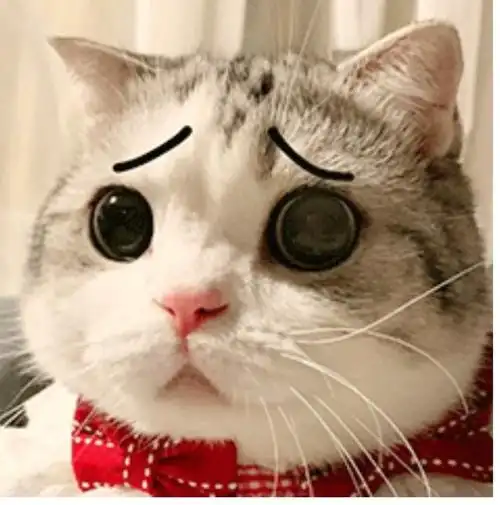 你家憨憨已上线