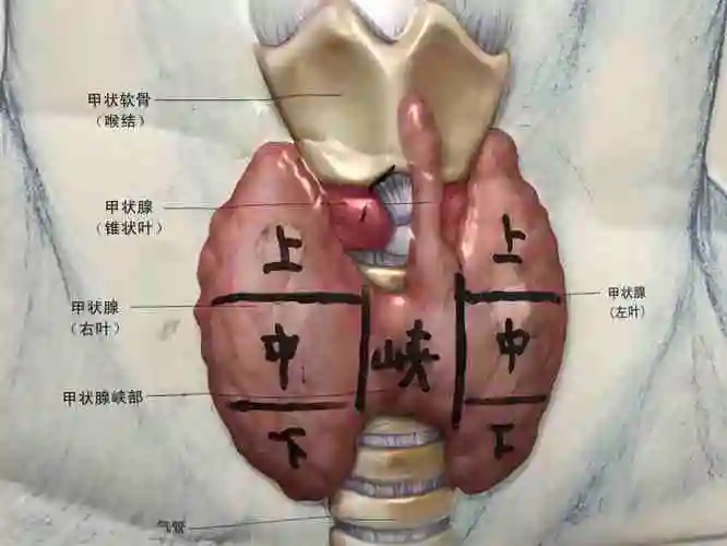 一位甲状腺结节患者走南闯北就医的纠结