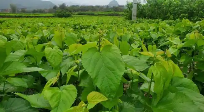 忻城县:桑田如绿海,蚕丝织梦产业兴